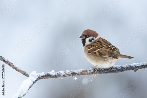 Bird - tree sparrow Passer montanus sitting on a branch brown background winter time winter frosty day