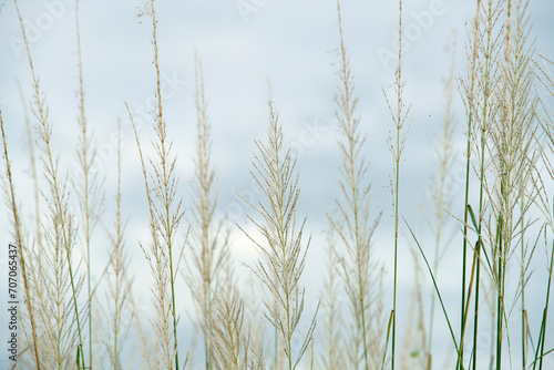 white reeds grass flower