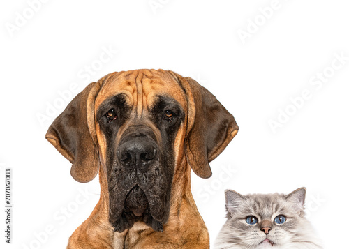 Photography Great Dane dog and Ragdoll cat portrait little and large isolated on white studi