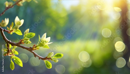 Spring background with a branch covered with developing leaves illuminated by sunlight © Monika