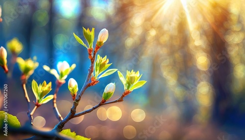 Wiosenne tło z gałązką pokrytą rozwijającymi się liśćmi oświetloną promieniami słońca photo