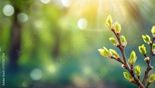 Wiosenne tło z gałązką pokrytą rozwijającymi się liśćmi oświetloną promieniami słońca