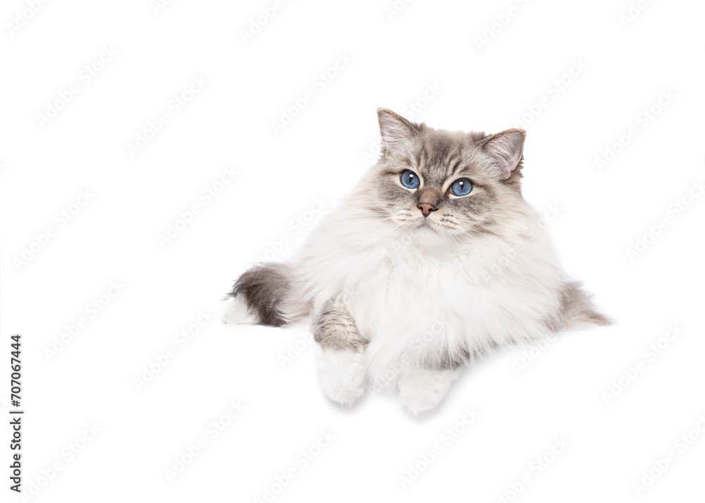 Fototapeta premium Ragdoll cat lying down isolated on white studio background looking to camera copy space