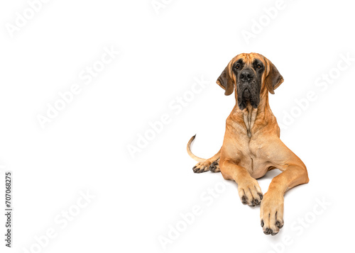 Giant Great Dane dog happy and tail wagging lying isolated on white studio background copy space portrait
