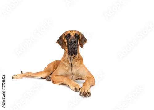 Great Dane dog lying down isolated on white studio background portrait looking to copy space