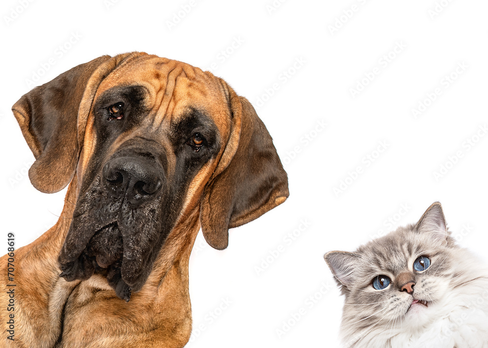 Great Dane dog and ragdoll cat peeking isolated on white studio background frame