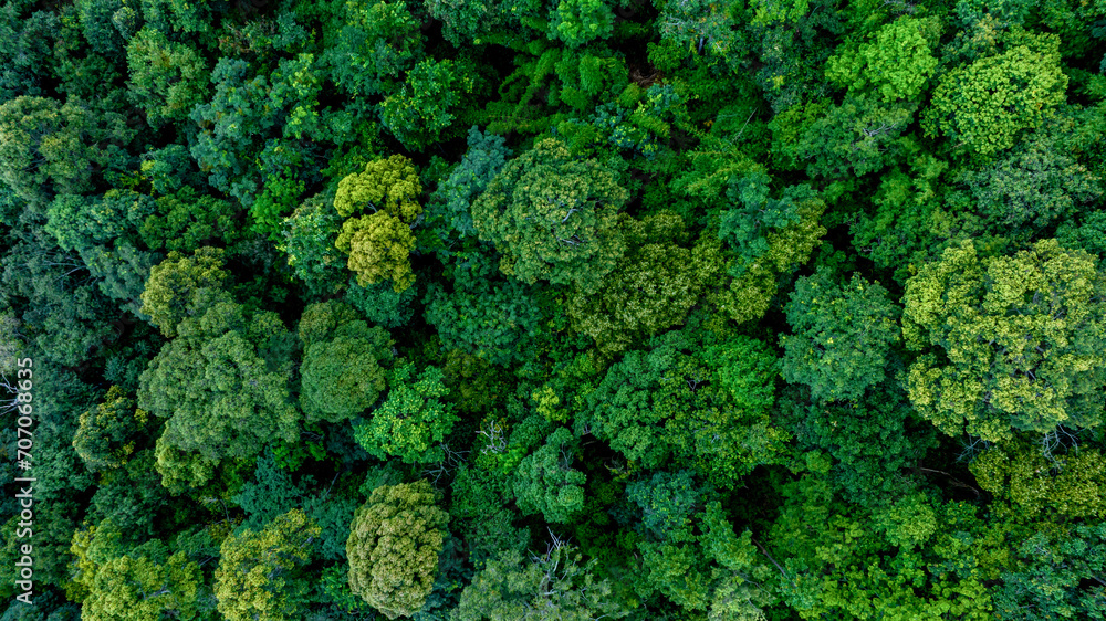 Aerial view of nature green forest and tree. Forest ecosystem and health concept and background, texture of green forest from above.Nature conservation concept.Natural scenery tropical green forest. - obrazy, fototapety, plakaty 