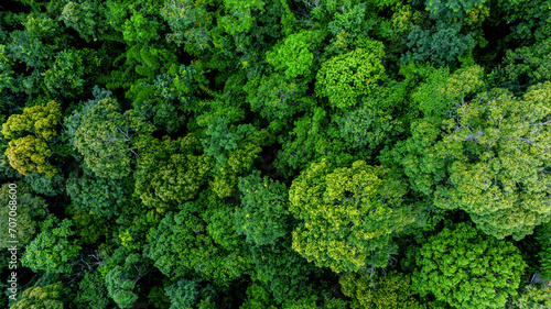 Aerial view of nature green forest and tree. Forest ecosystem and health concept and background  texture of green forest from above.Nature conservation concept.Natural scenery tropical green forest.