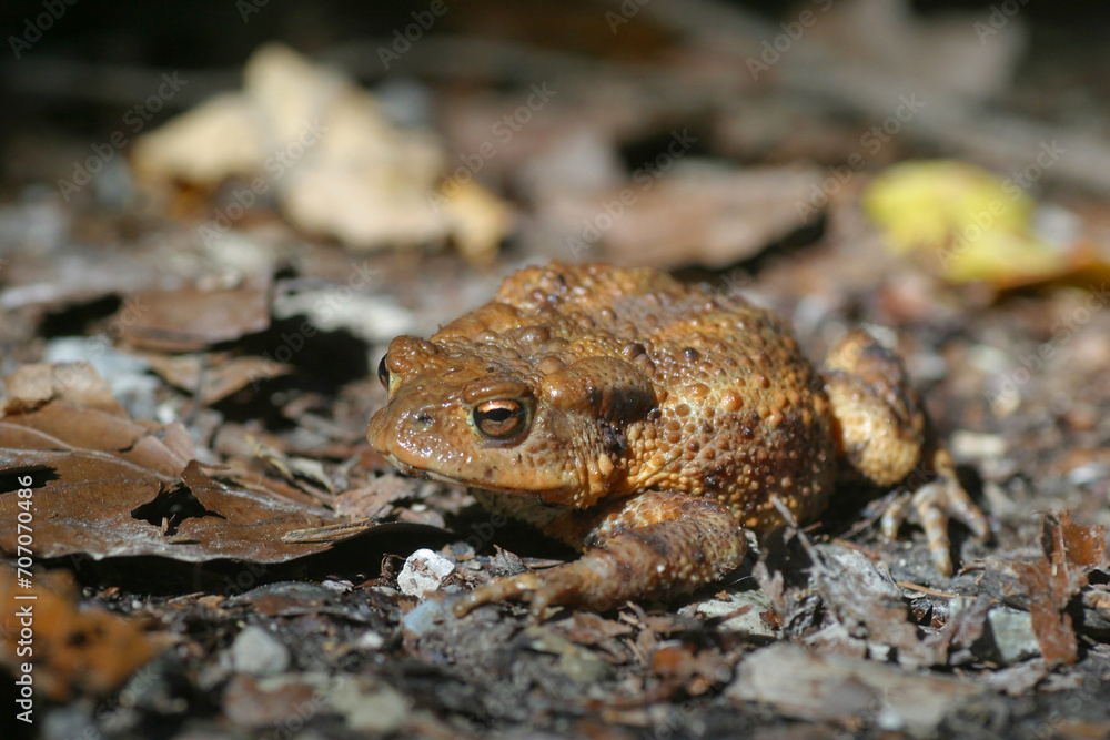 Fototapeta premium Erdkröte (Bufo bufo) Amphibium