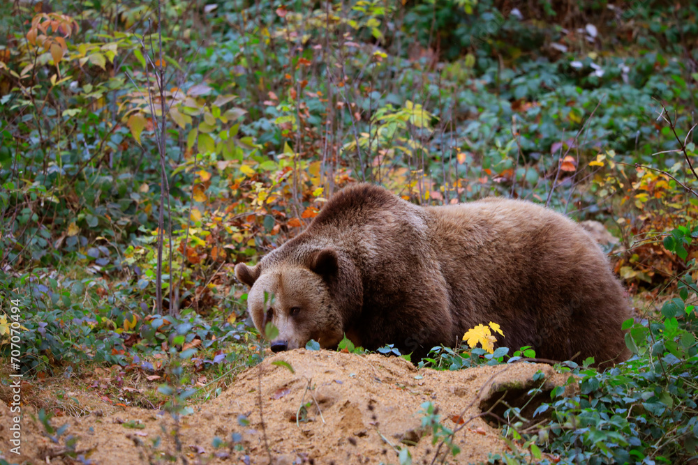 Braunbär (Ursus arctos) vor Höhle Braunbär (Ursus arctos) vor Höhle