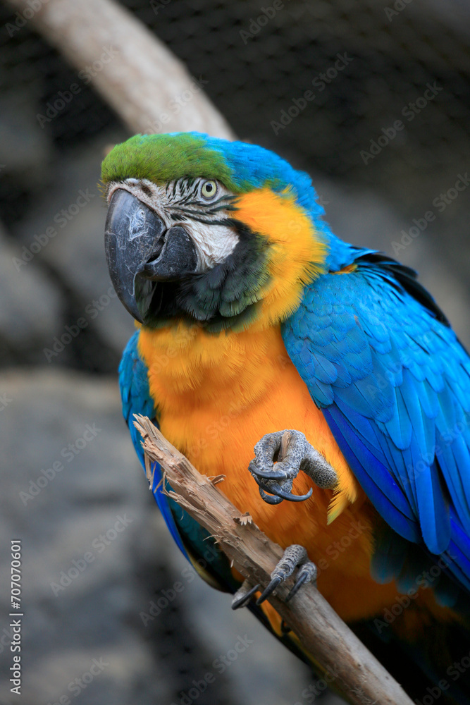 Gelbbrustara (Ara ararauna) oder Ararauna, Papagei sitzt auf Ast