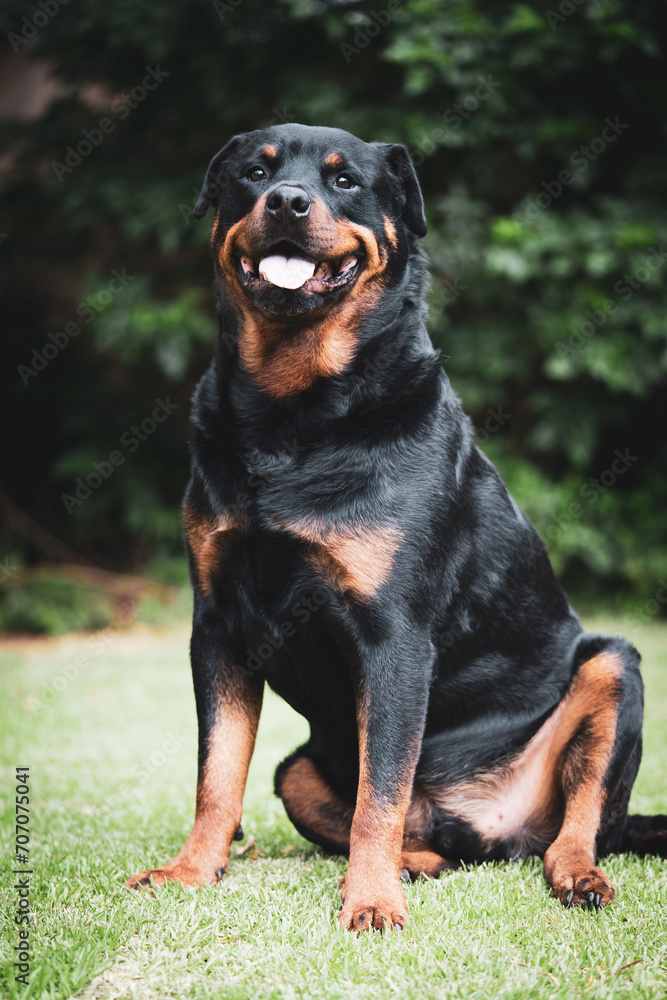 Stunning proud happy Adult pedigree male Rottweiler sitting and laying grass posing for a photograph, taken at eye level just before a storm on the lawn looking inquisitive, Puppy love and content