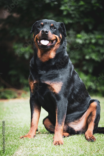 Stunning proud happy Adult pedigree male Rottweiler sitting and laying grass posing for a photograph, taken at eye level just before a storm on the lawn looking inquisitive, Puppy love and content