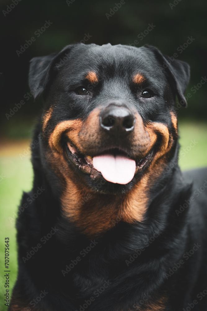 Stunning proud happy Adult pedigree male Rottweiler sitting and laying grass posing for a photograph, taken at eye level just before a storm on the lawn looking inquisitive, Puppy love and content Stunning proud happy Adult pedigree male Rottweiler sitting and laying grass posing for a photograph, taken at eye level just before a storm on the lawn looking inquisitive, Puppy love and content