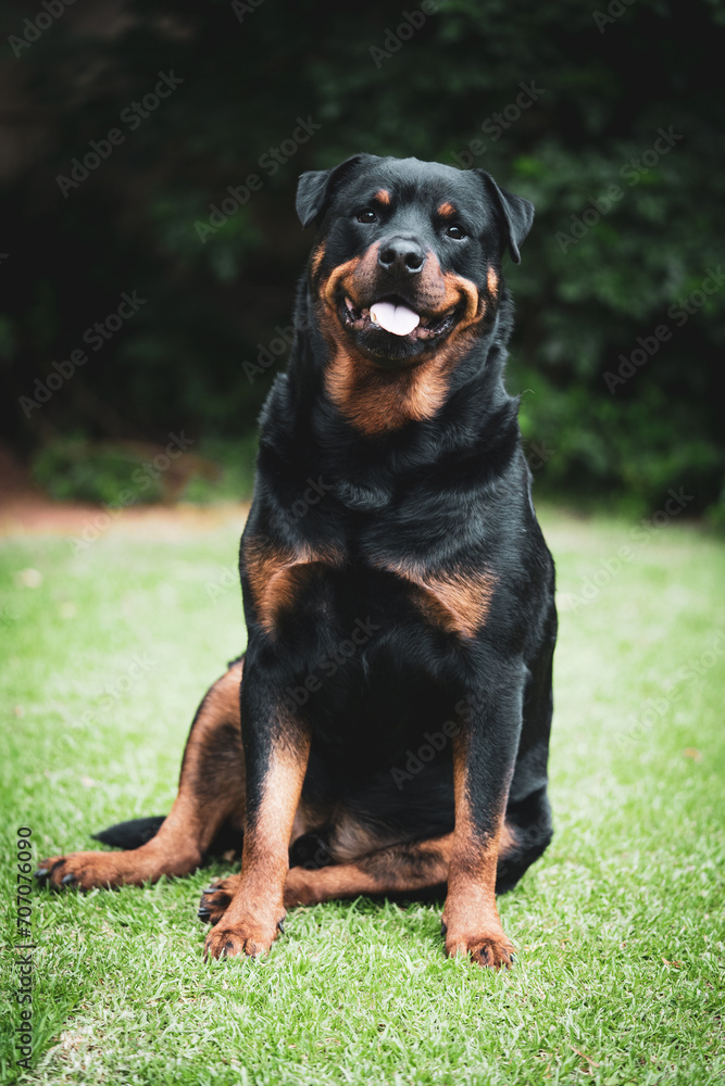 Stunning proud happy Adult pedigree male Rottweiler sitting and laying grass posing for a photograph, taken at eye level just before a storm on the lawn looking inquisitive, Puppy love and content