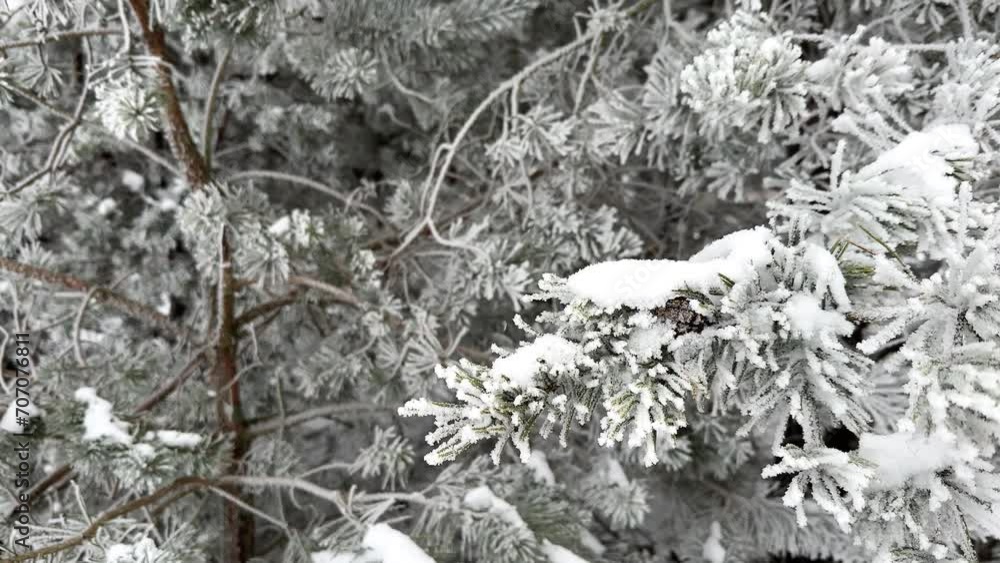 Frozen Pine tree sway in the wind in slow motion in a snow covered Winter forest. Beautiful Winter wonderland, holidays background with space for text. Frozen Pine tree sway in the wind in slow motion in a snow covered Winter forest. Beautiful Winter wonderland, holidays background with space for text.