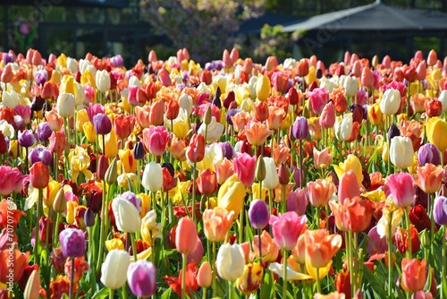 Colorful tulips growing at Keukenhof garden, Netherlands. Beautiful spring flowers garden in Europe. photo