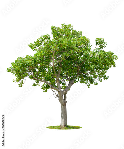 Tree isolated on white background  tropical trees isolated used for design.