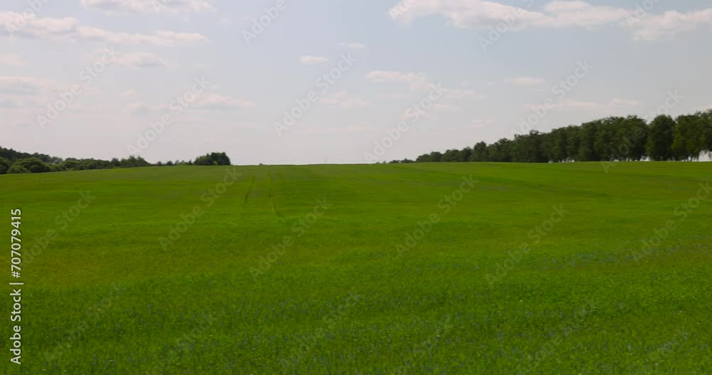 green wheat sprouts in the field in spring, growing a new wheat crop in eastern Europe green wheat sprouts in the field in spring, growing a new wheat crop in eastern Europe