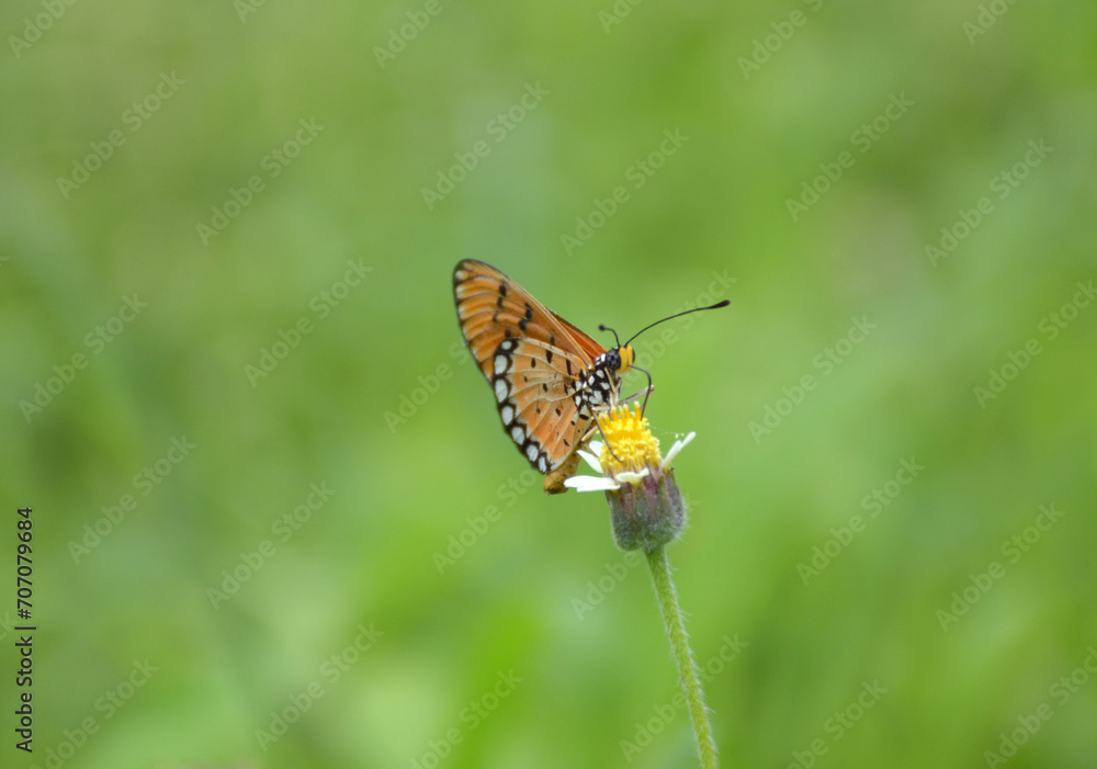 beautiful butterfly on a flower beautiful butterfly on a flower