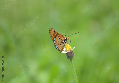 beautiful butterfly on a flower © mansum008
