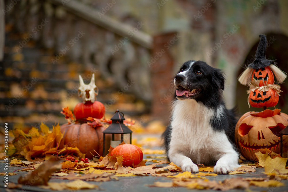 Black and white Border Collie in pumpkins decorated for Halloween against a background of fallen maple leaves and an old staircase in the park