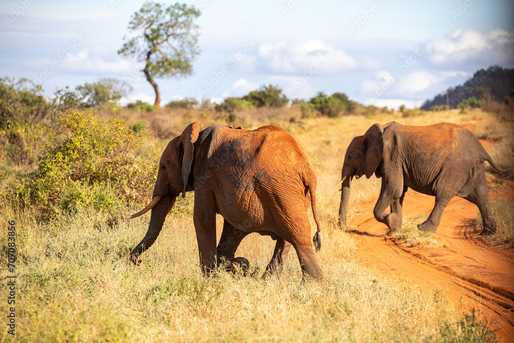 Obraz premium Elefant