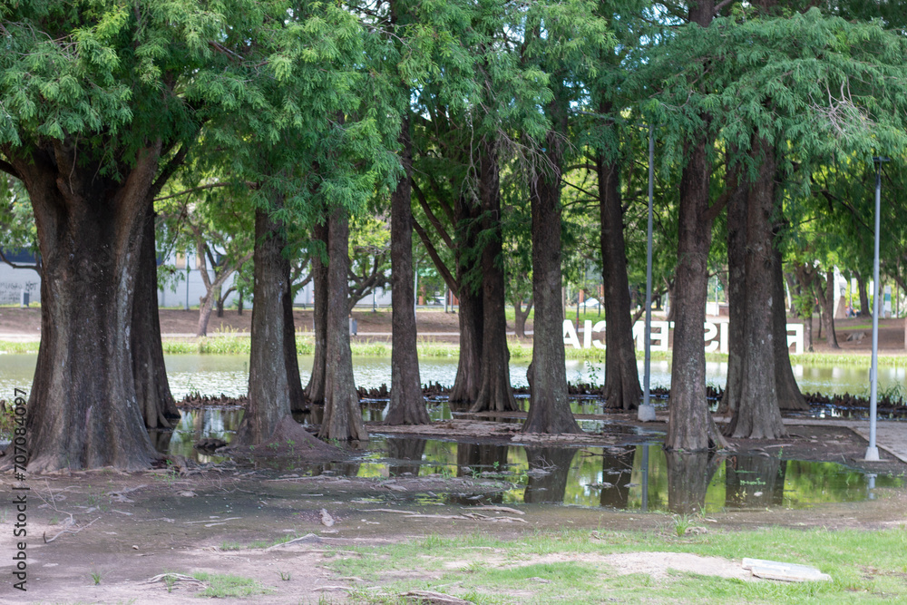 Obraz premium fondo arbol