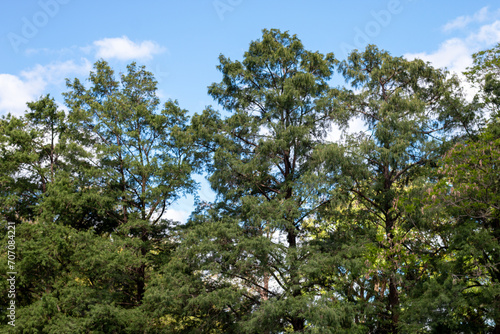 fondo de arbol y cielo