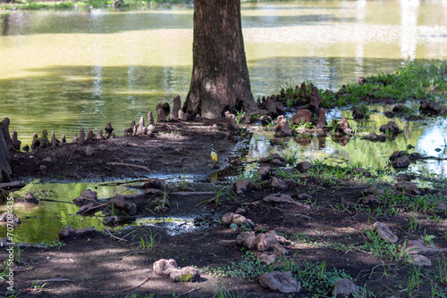 rio lago arbol