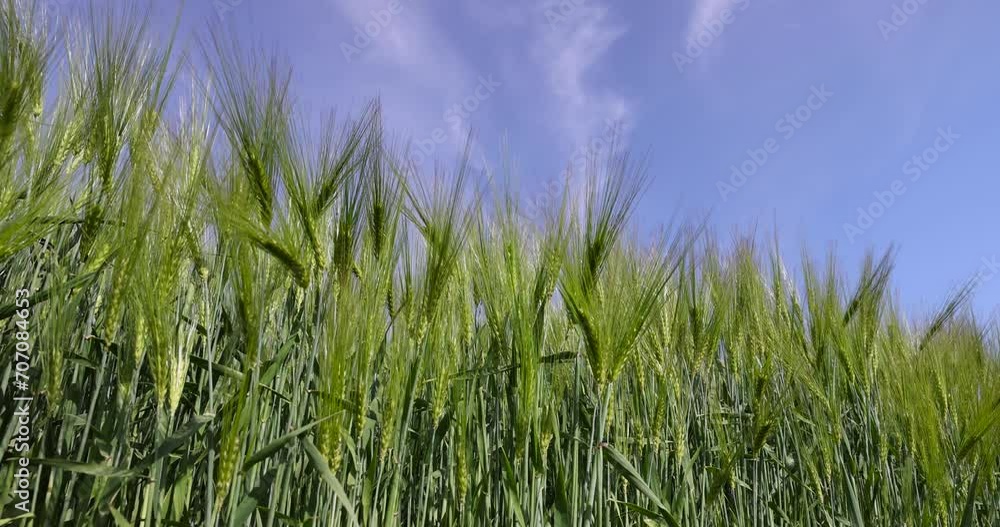 agricultural field with green cereals in summer, field with green rye agricultural field with green cereals in summer, field with green rye
