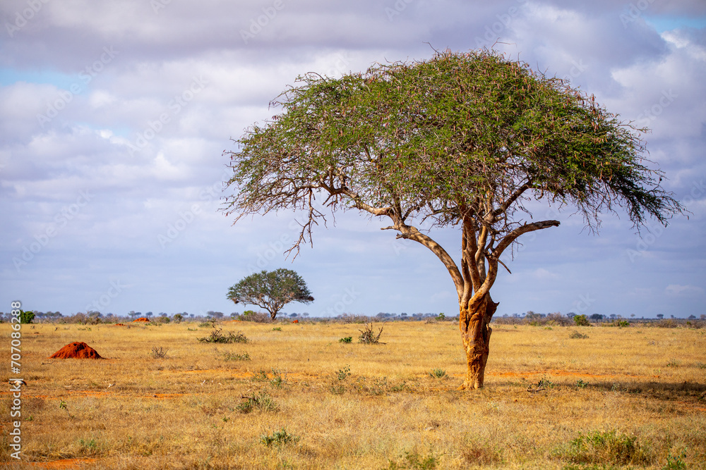 Obraz premium Afrika