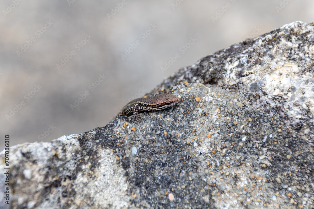 lizard on rock lizard on rock