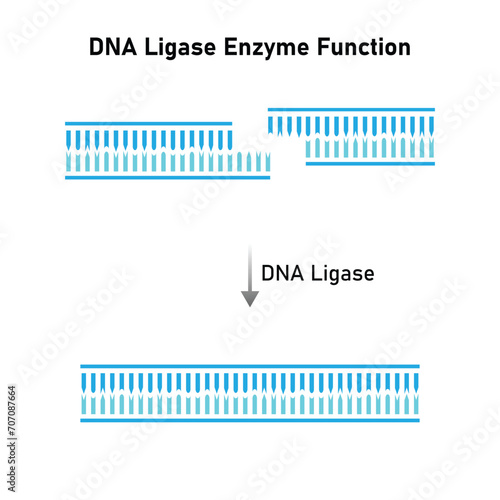 DNA Ligase Enzyme Function Scientific Design. Vector Illustration.