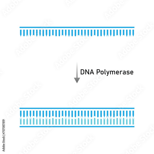 DNA Polymerase Enzyme Function Scientific Design. Vector Illustration.