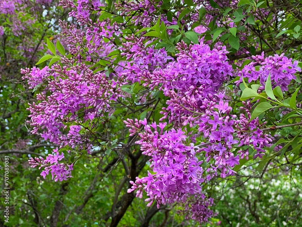 Lilac pink flowers in the spring garden Lilac pink flowers in the spring garden