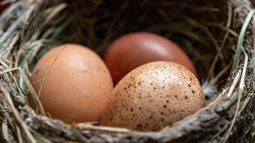 Chicken eggs in a straw nest, concept for upcoming Easter, Maundy Thursday Chicken eggs in a straw nest, concept for upcoming Easter, Maundy Thursday