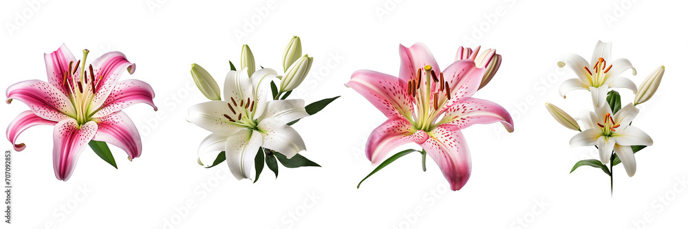 Fototapeta premium Set of lily flower isolated on a transparent background 
