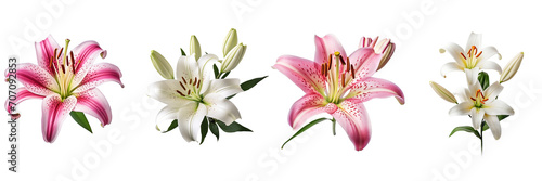 Set of lily flower isolated on a transparent background  