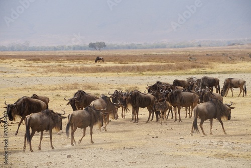 african wildlife  gnus  desert  grass