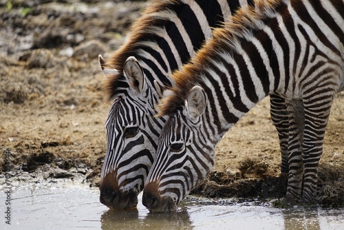 african wildlife  zebras  water
