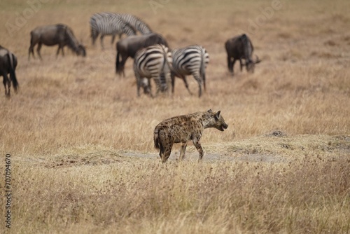 Fototapeta Naklejka Na Ścianę i Meble -  african wildlife, hyena, zebras, gnus, grassland