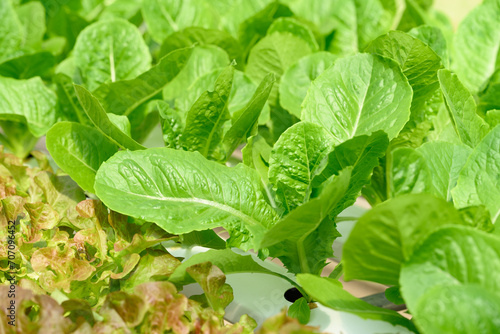 Hydroponics vegetables plant  lettuce  growing in greenhouse