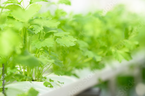 Hydroponics vegetables plant (Coriander) growing in greenhouse