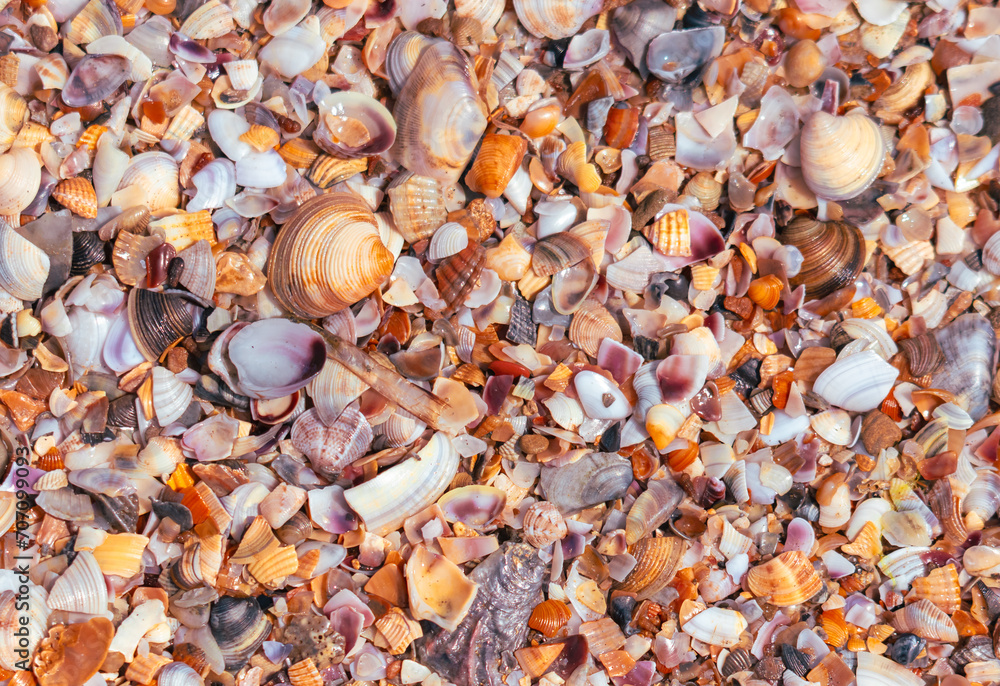 Fototapeta premium Seashells on the seashore close-up. Background