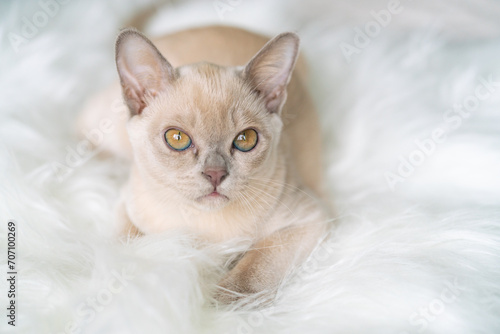 beige burmese kitten sits on a chair at home