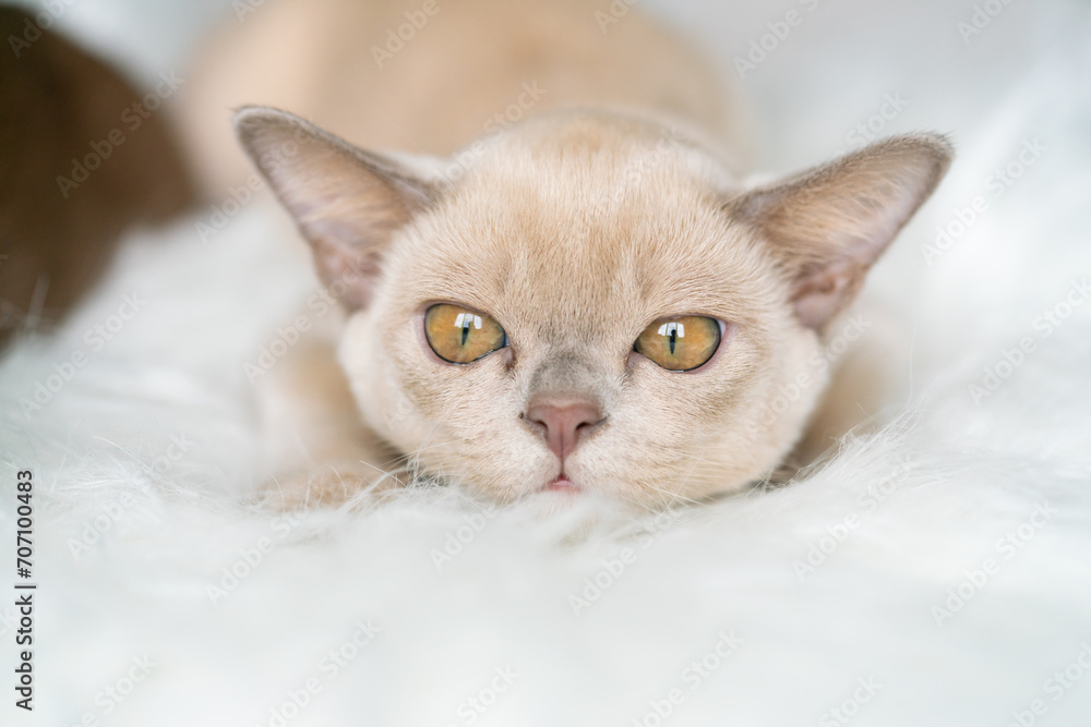beige burmese kitten sits on a chair at home