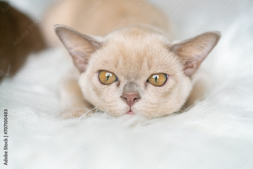 Obraz premium beige burmese kitten sits on a chair at home