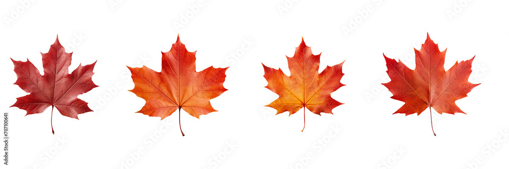Set of maple leaf on a transparent background Set of maple leaf on a transparent background