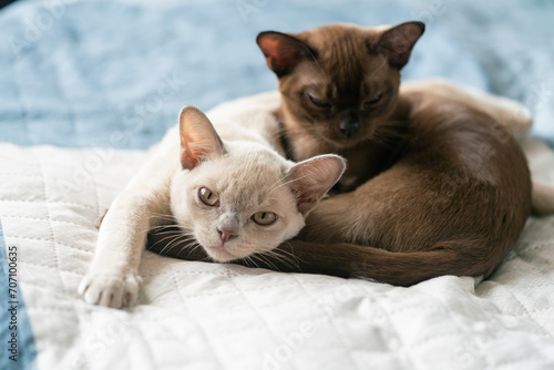 two Burmese kittens, beige and brown, are sitting on a shelf